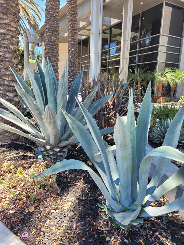 Healthy Agave Plant