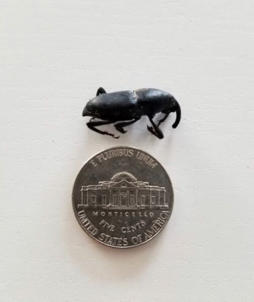 APC Agave Weevil Agave Weevil next to a nickel