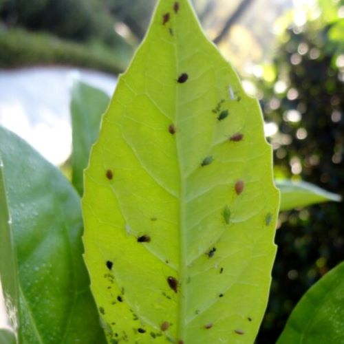 Aphids 8 scaled 500