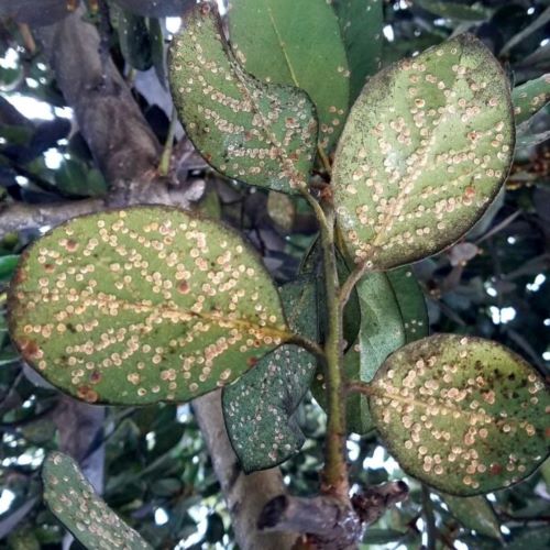 Bay Laurel with Scale Before treatment 600x1067 500