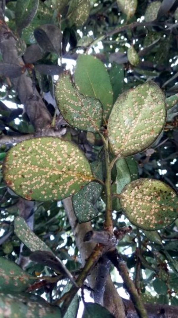 Bay Laurel with scale