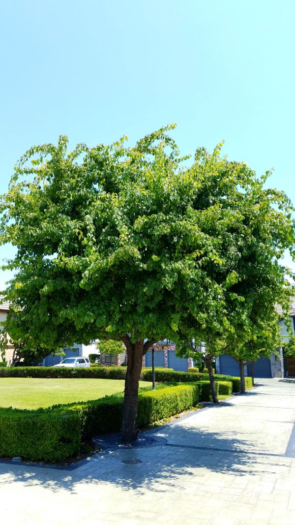 Pear Tree Blight Healthy resize