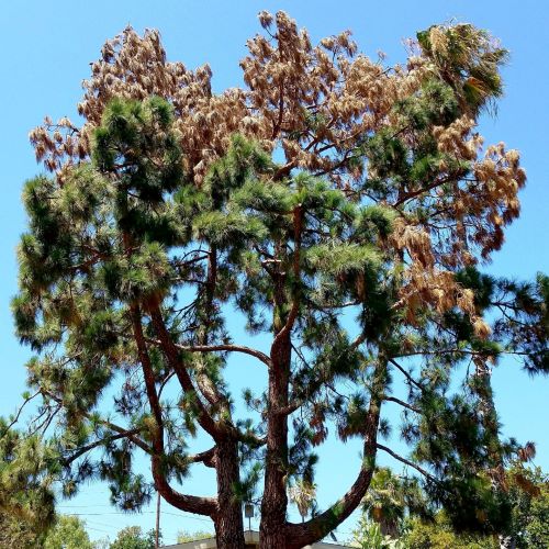 APC Pine displying decline due to Bark Beetles 500