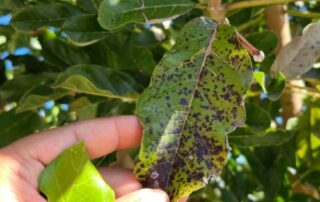 example of fungal leaf spot disease