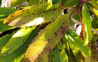 example of fungal leaf spot disease