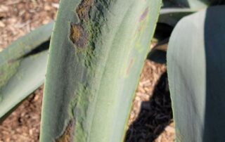example of fungal leaf spot disease