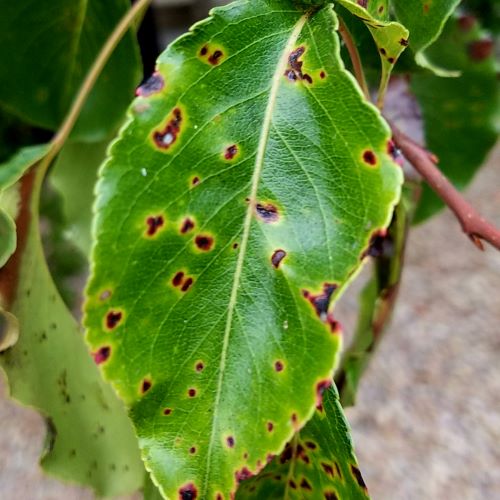 fungal leaf spot 500