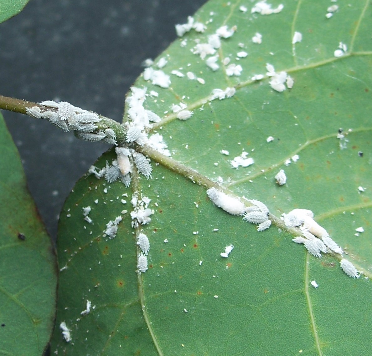 Mealybug Infestation Control Aguilar Plant Care