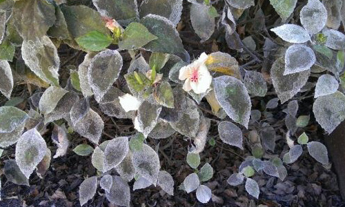 plant leaves damaged by whiteflies