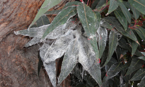 leaves damaged by Whiteflies
