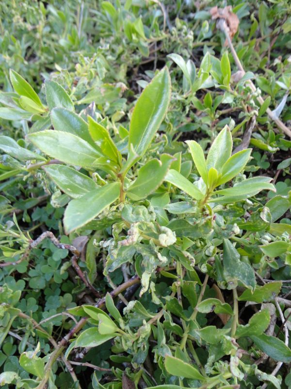 myoporum thrip after treatment