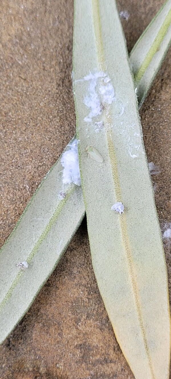 leaves displaying waxy honeydew secretions from olive psyllids