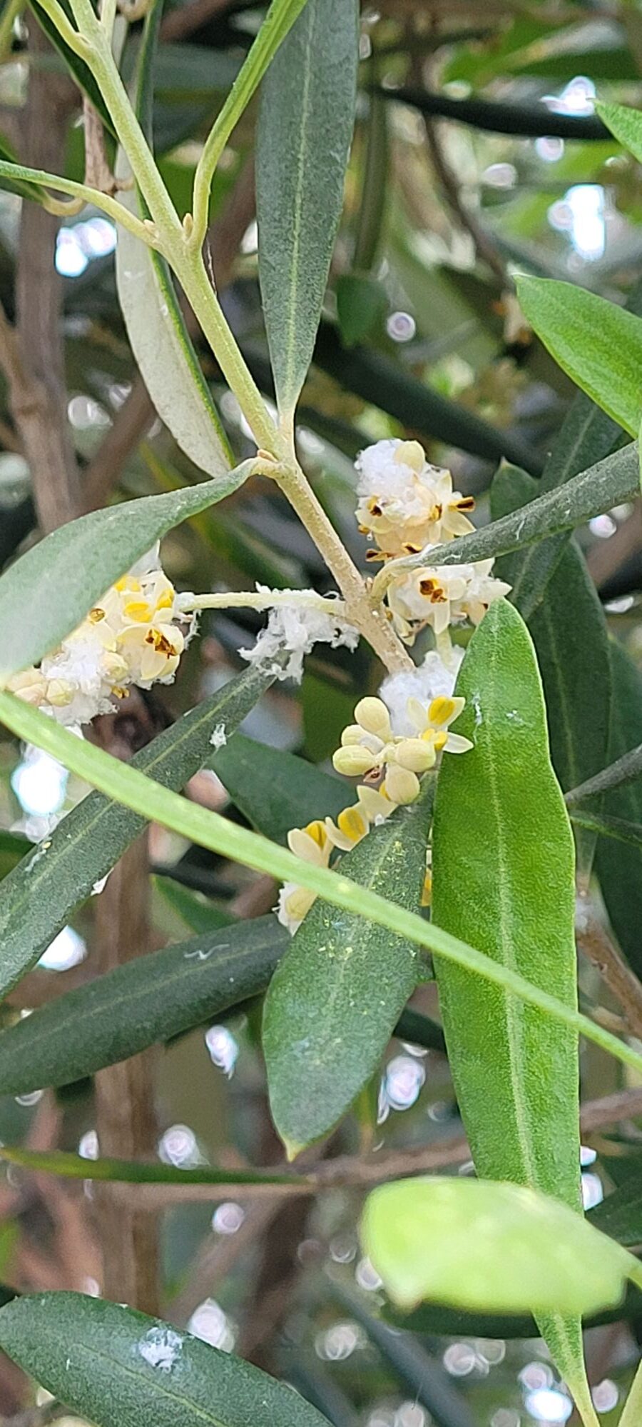 waxy coating secreted by olive psyllids