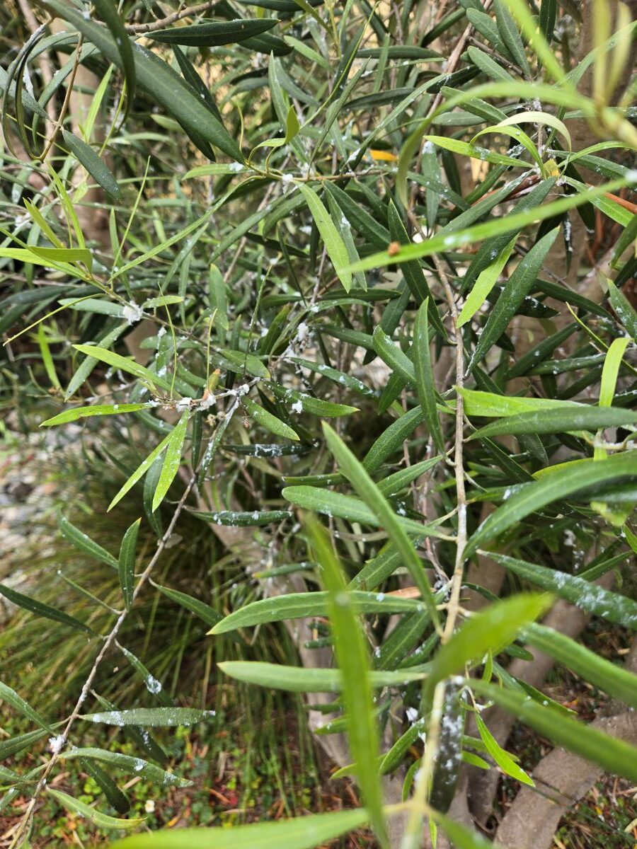 waxy coating secreted by olive psyllids