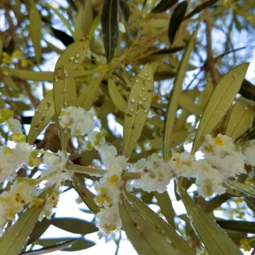 olive tree leaves with olive psyllids