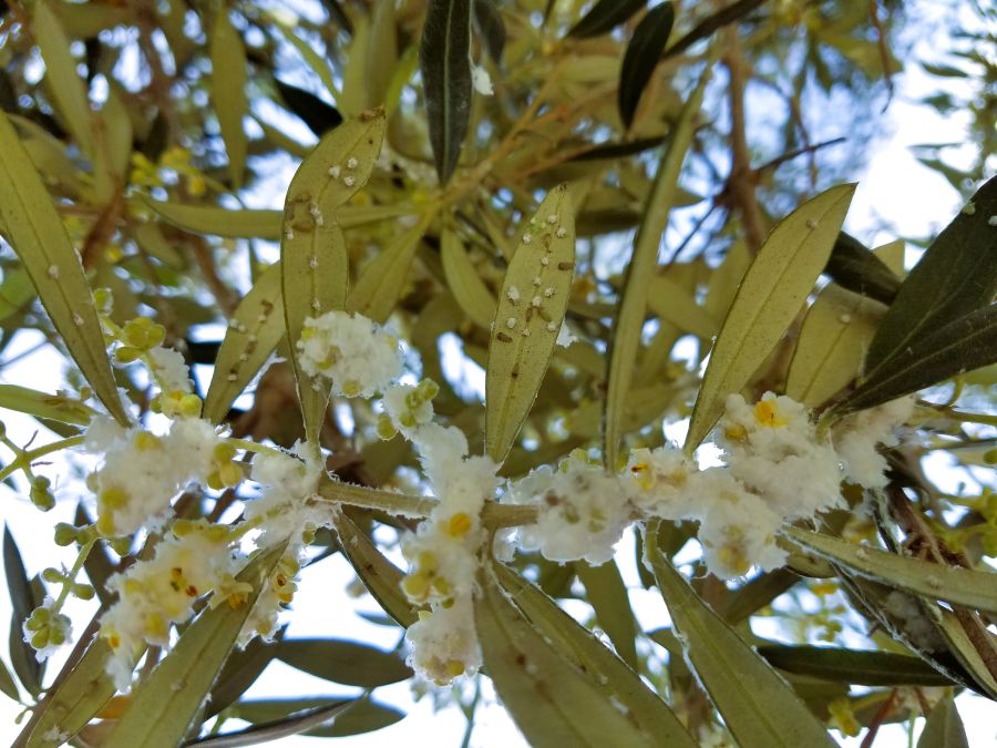 signs of olive psyllids on olive tree leaves