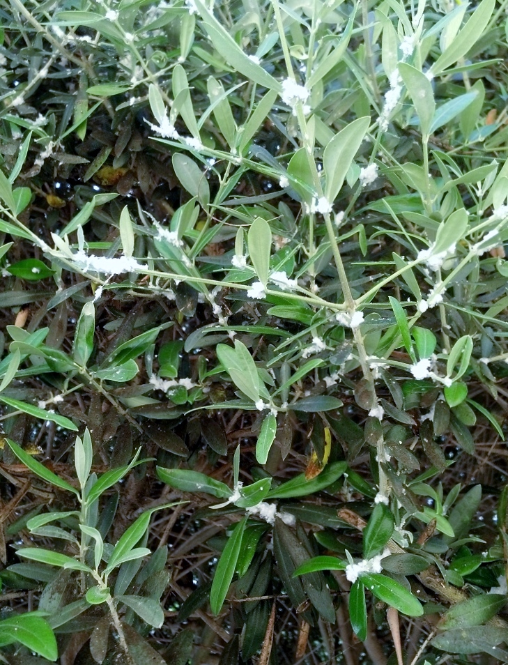 waxy coating secreted by olive psyllids